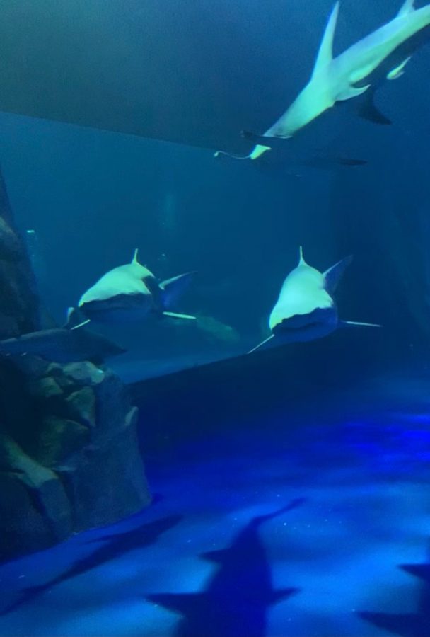 The new shark exhibit at the Georgia Aquarium features five different species of sharks and 1.2 million gallons of water.