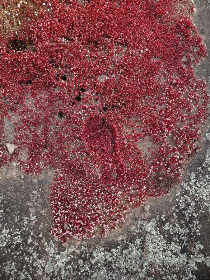 A footprint in a patch of diamorpha smallii, or Elf Orpine, caught during the 2022 Senior Pilgrimage to Arabia Mountain. This is a rare flower that blooms red just once a year before turning white and then dying and only grows in Georgia in small, isolated patches on granite outcroppings.