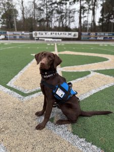 Mrs. Cassandra's Service Dog, Chewie, is the Newest Member of the Golden Lion Family