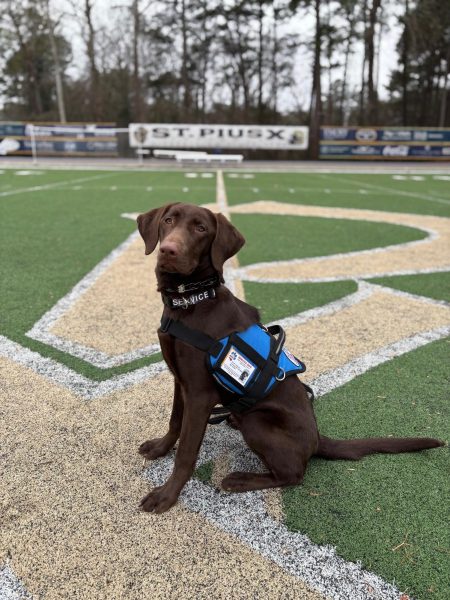 Mrs. Cassandra's Service Dog, Chewie, is the Newest Member of the Golden Lion Family
