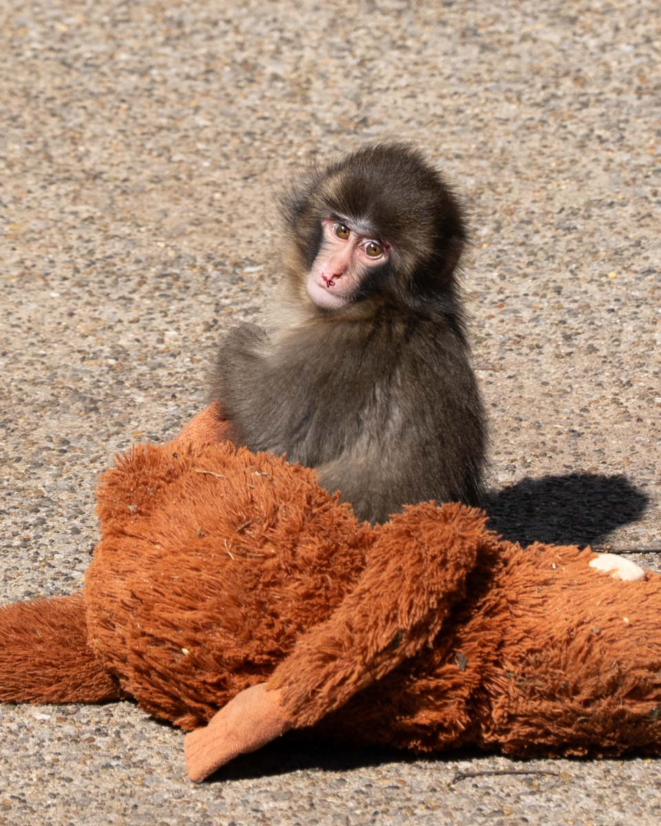 Punch the Monkey is an Internet sensation due to his due to his attachment to an orangutan stuffed animal after being abandoned by his mother as a baby in Japan. Photo by Daiei Onoguchi via Wikimedia Commons